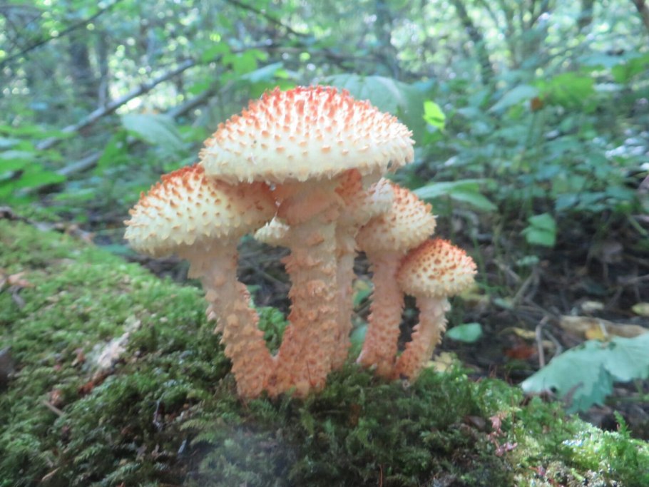 Чешуйчатка клейкая Pholiota Lucifera (Lasch)