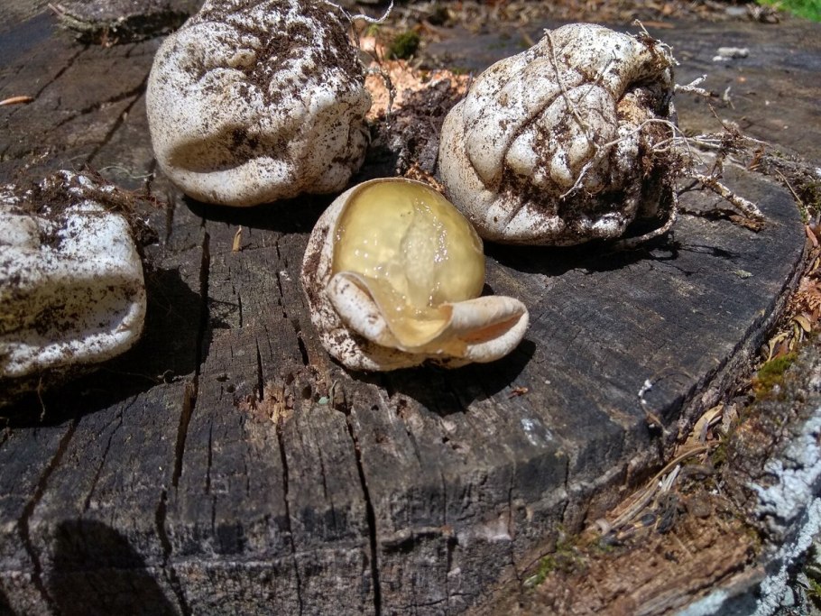 Чешуйчатка Ольховая Pholiota alnicola