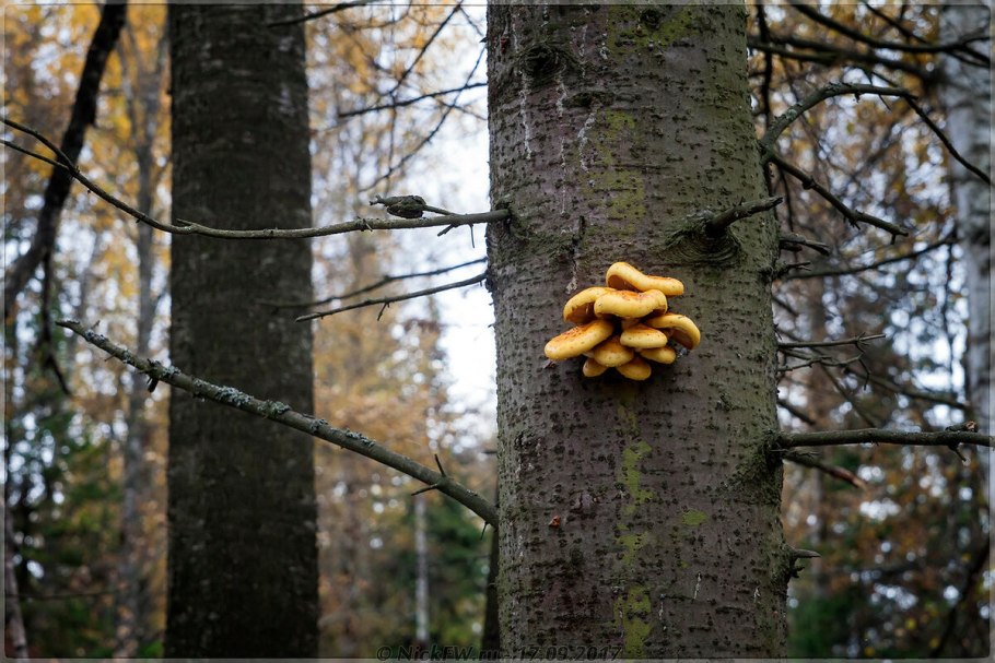 Гриб дождевик шиповатый
