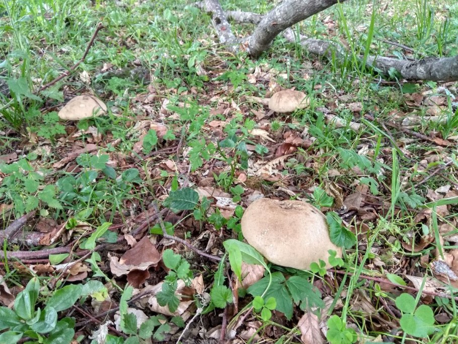 Чешуйчатка древесинная