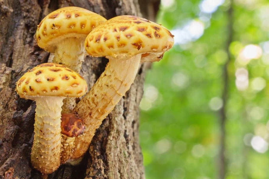 Чешуйчатка золотистая (Pholiota aurivella)