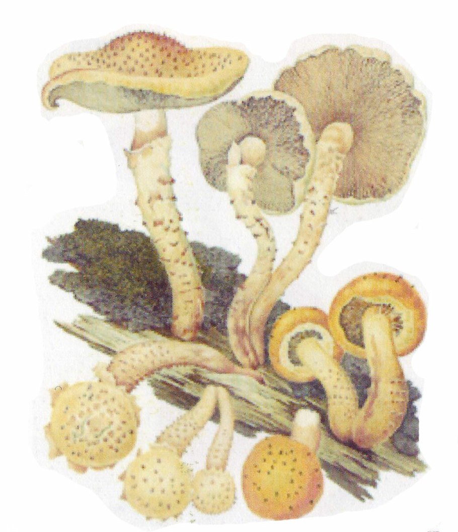 Нормальные грибы