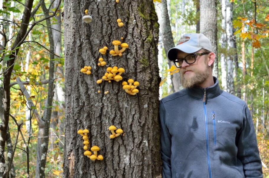 Приморский осенний опенок опёнок