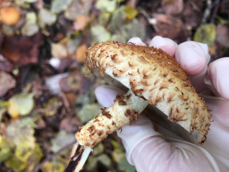 Гриб чешуйчатка чешуйчатовидная