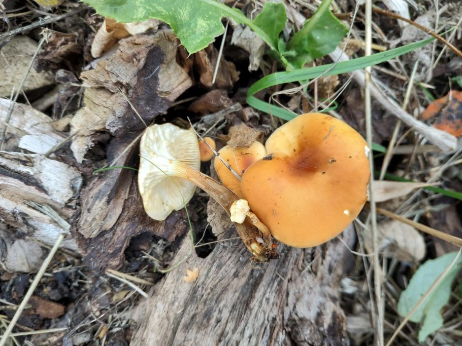 Коричневый гриб с пупырышками