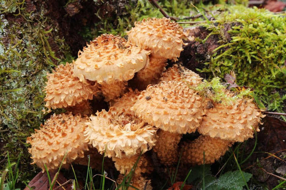 «Королевский опёнок» (чешуйчатка ворсистая)