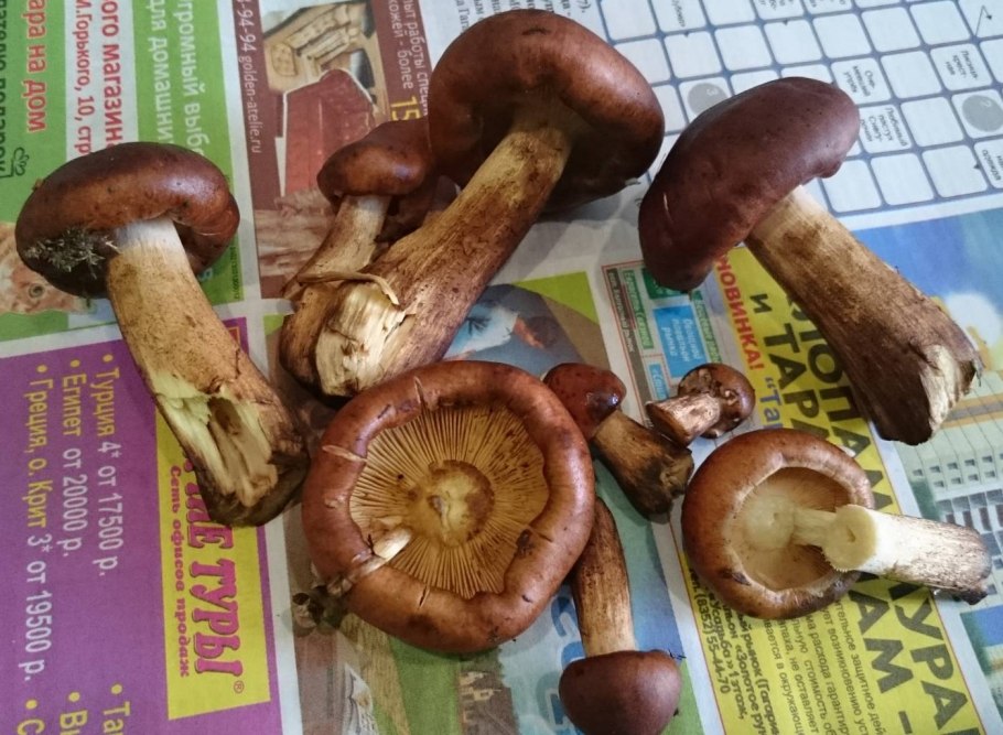 Гриб коричневый пластинчатый