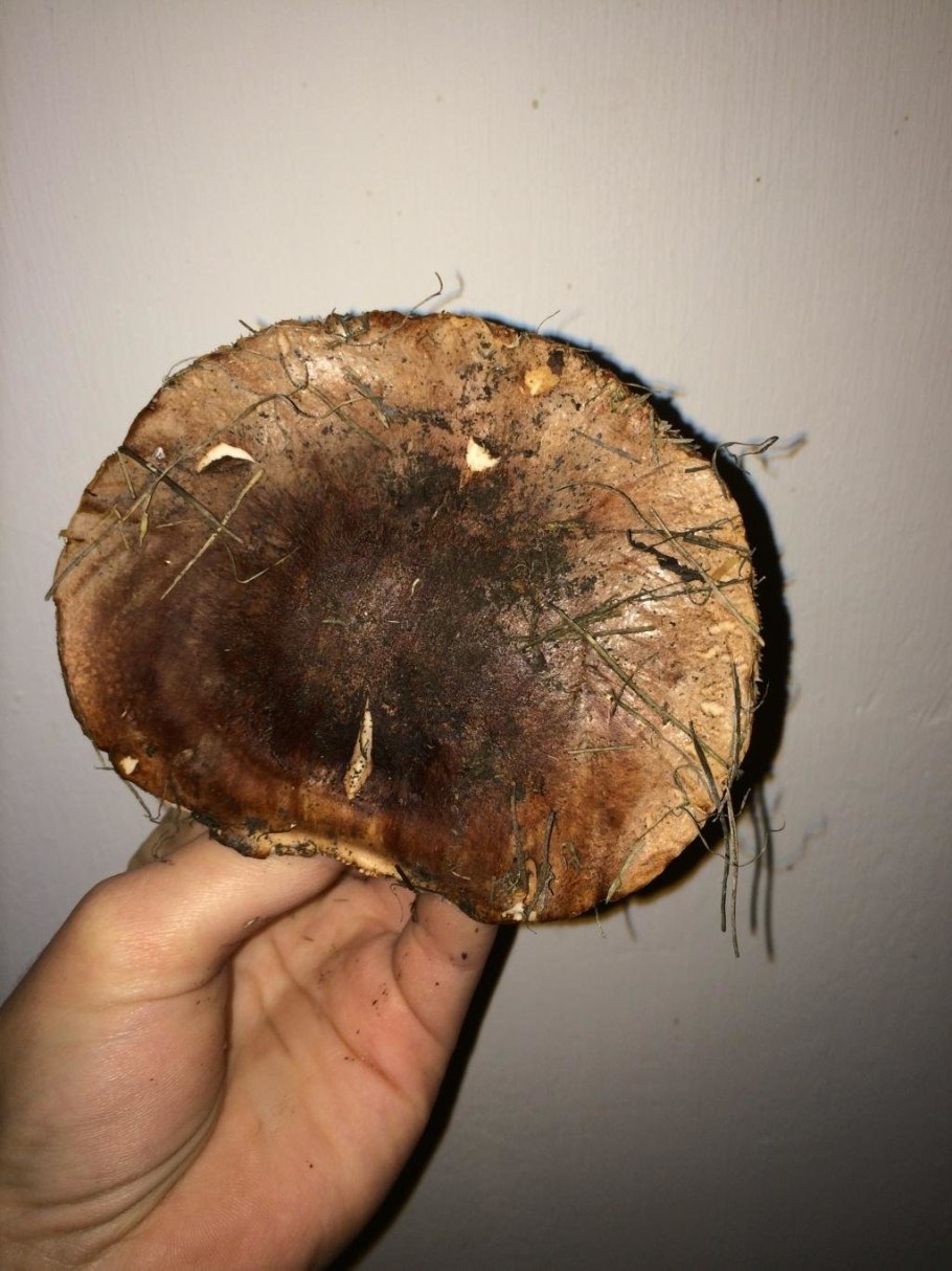 Еловик гриб коричневый