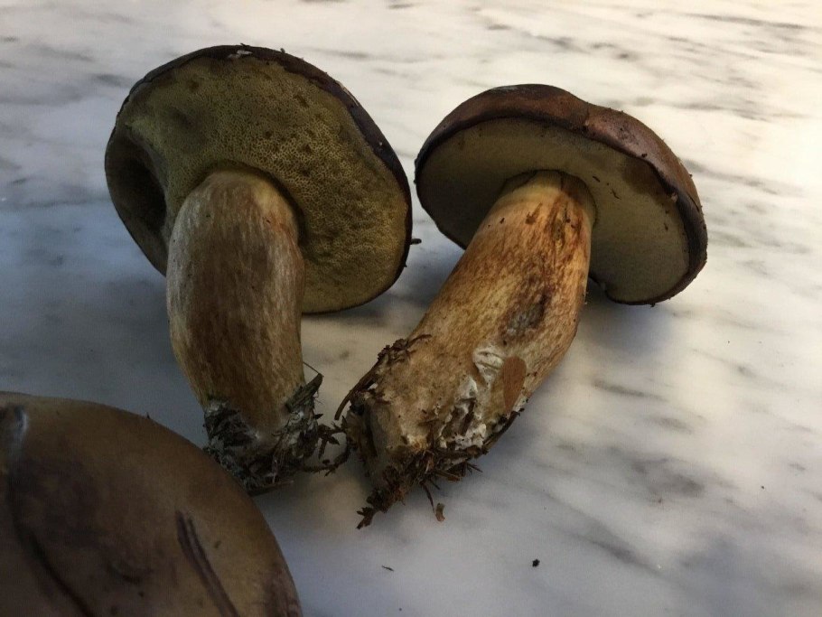 Польский гриб мякоть