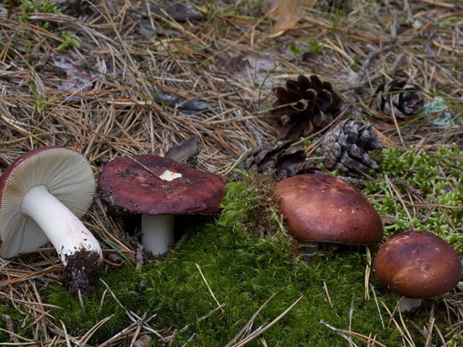 Сыроежка гладкокожая