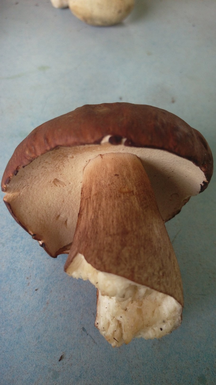 Боровик пластинчатый гриб