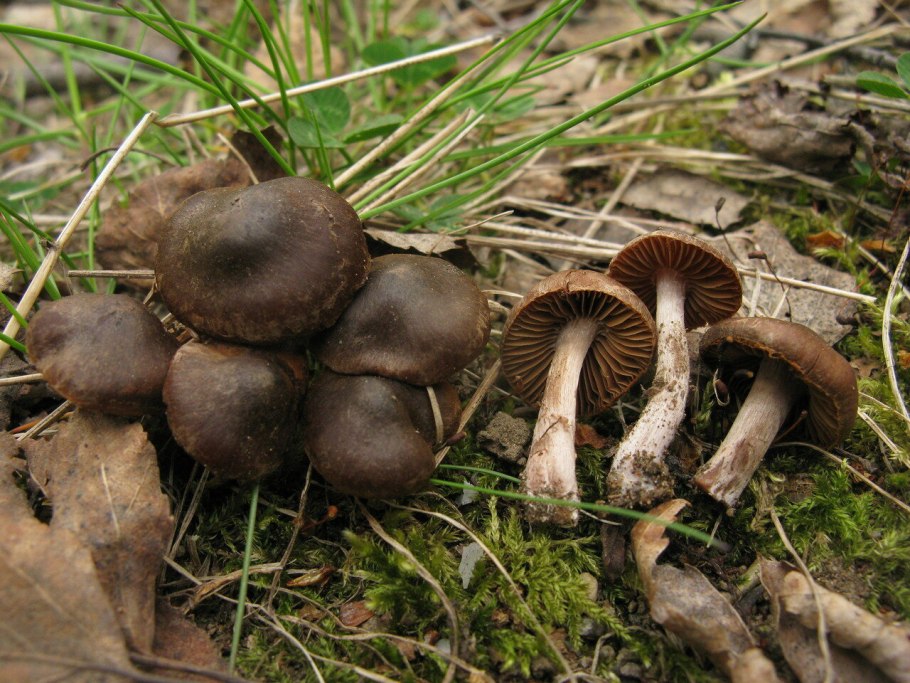 Паутинник пластинчатый