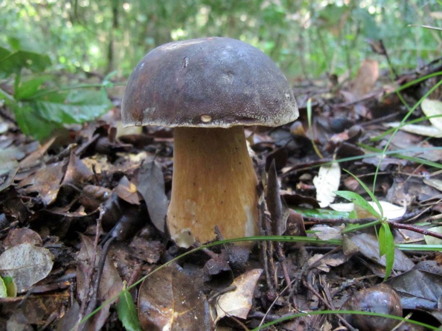 Боровик бронзовый Boletus aereus