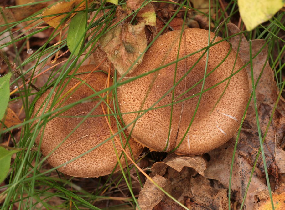 Паутинник чешуйчатый Cortinarius pholideus