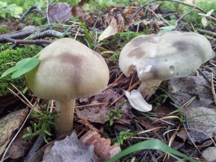 Рядовка Lepista sordida .