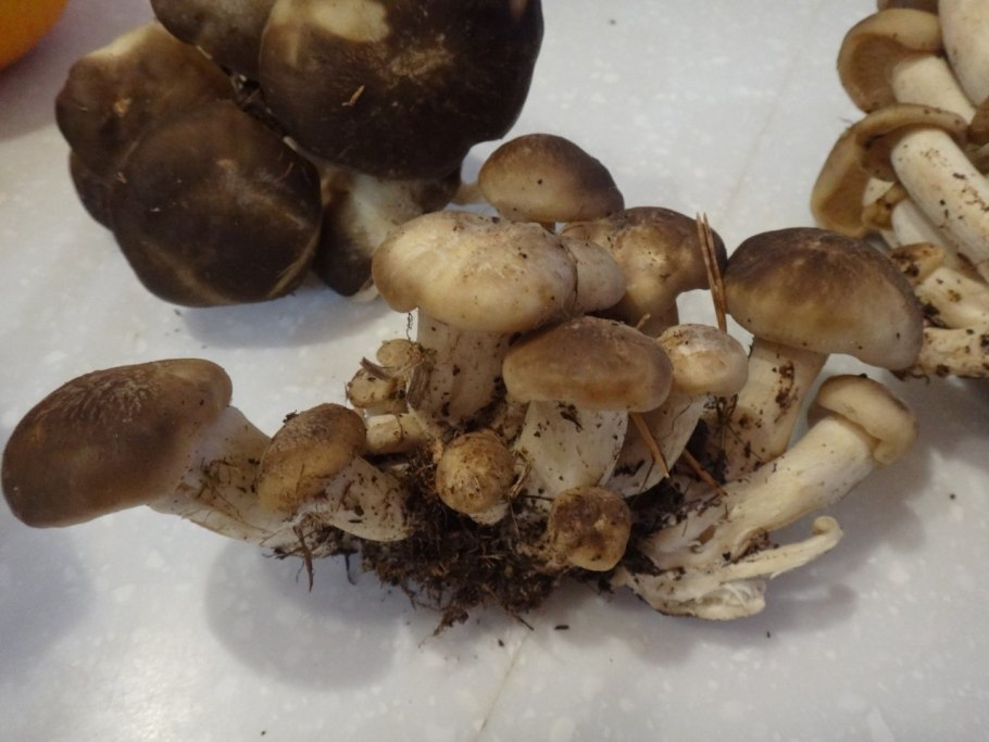 Рядовка Еловая Tricholoma aestuans