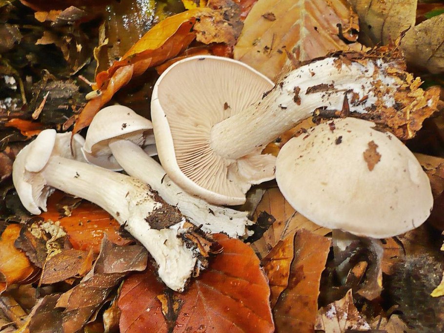 Грибы опенок скученный