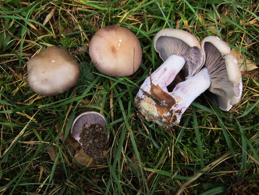 Рядовка резная Tricholoma scalpturatum