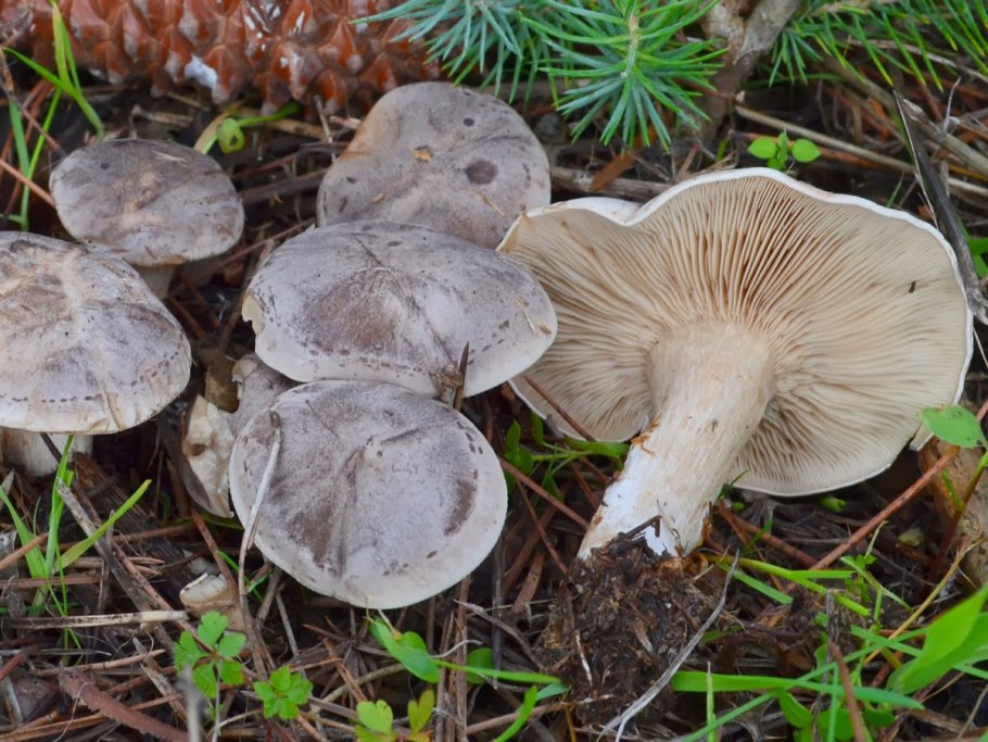 Рядовка опоясанная Tricholoma cingulatum