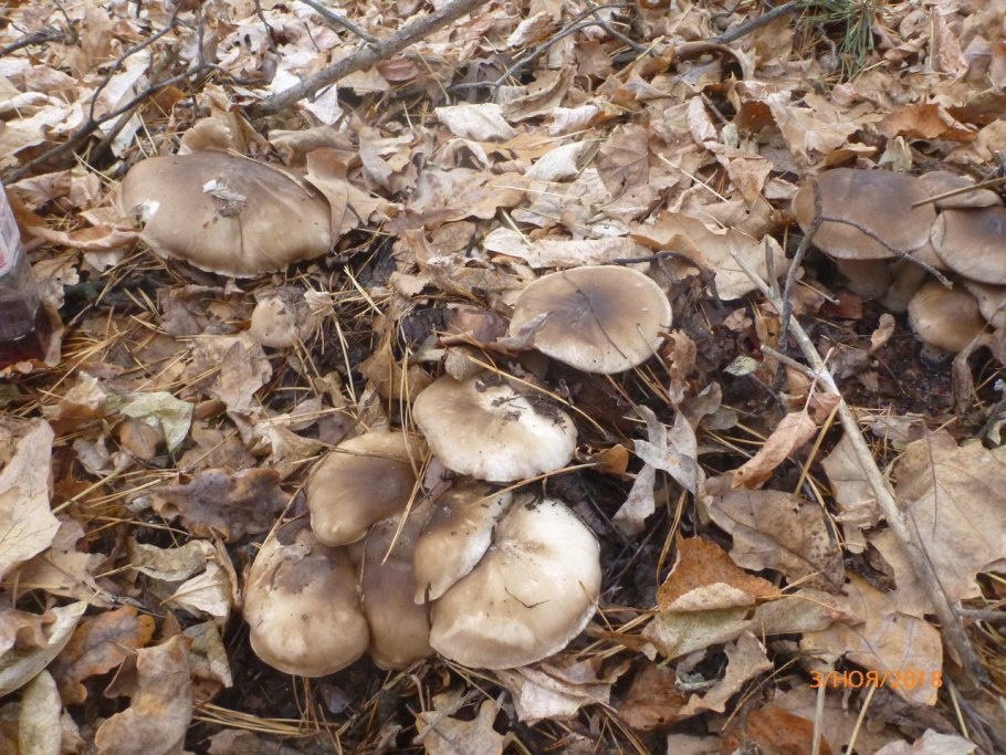 Рядовка штриховатая (Tricholoma portentosum).