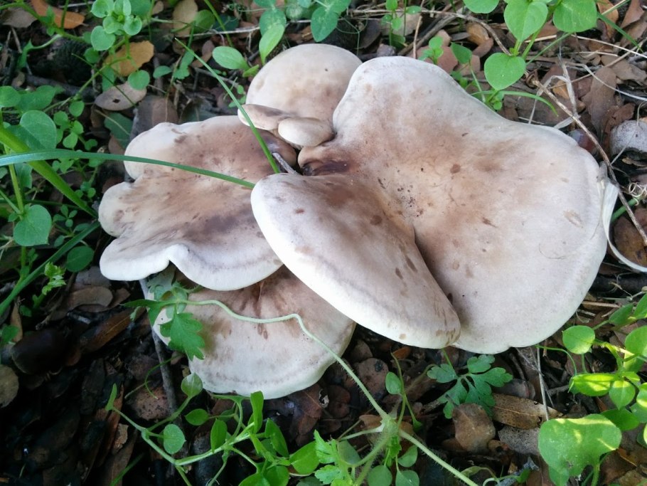 Рядовка серая Tricholoma portentosum.
