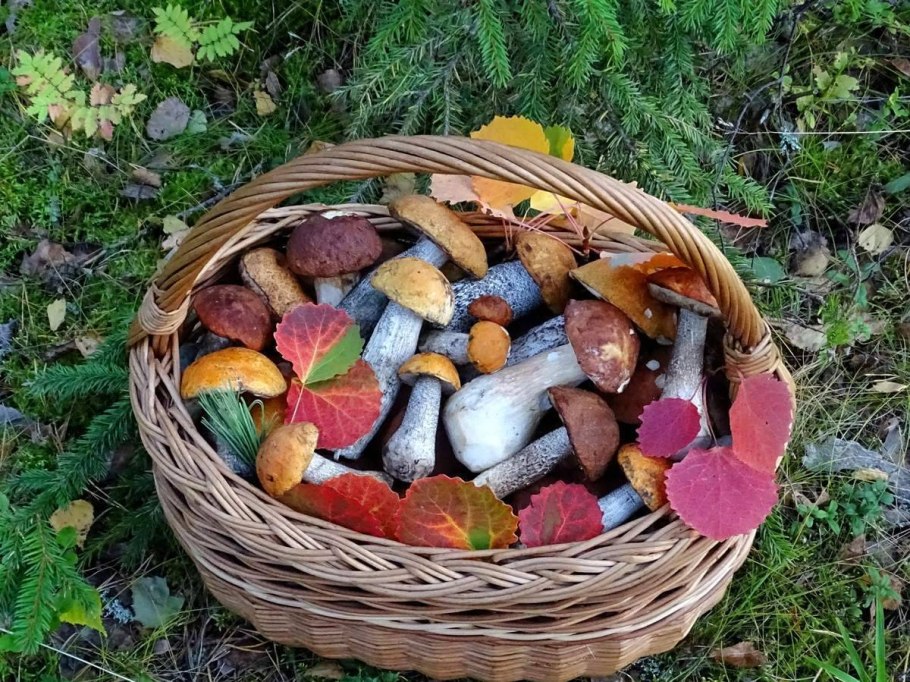 Перевернутая корзина с грибами