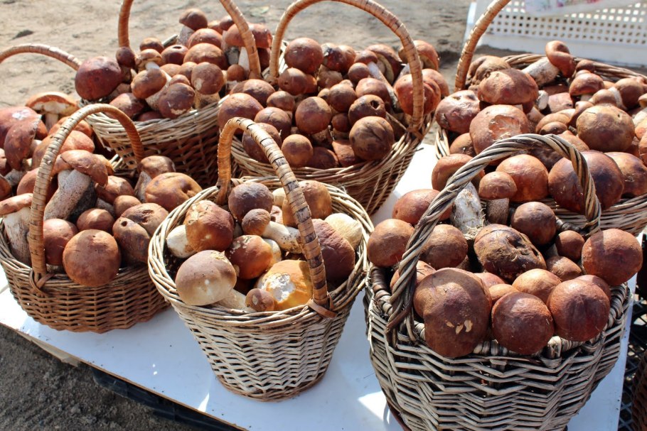 Грибы в Подмосковье в контакте