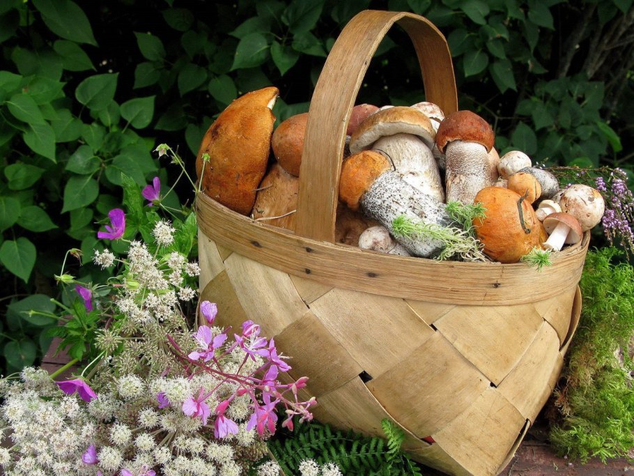 Лукошко белых грибов