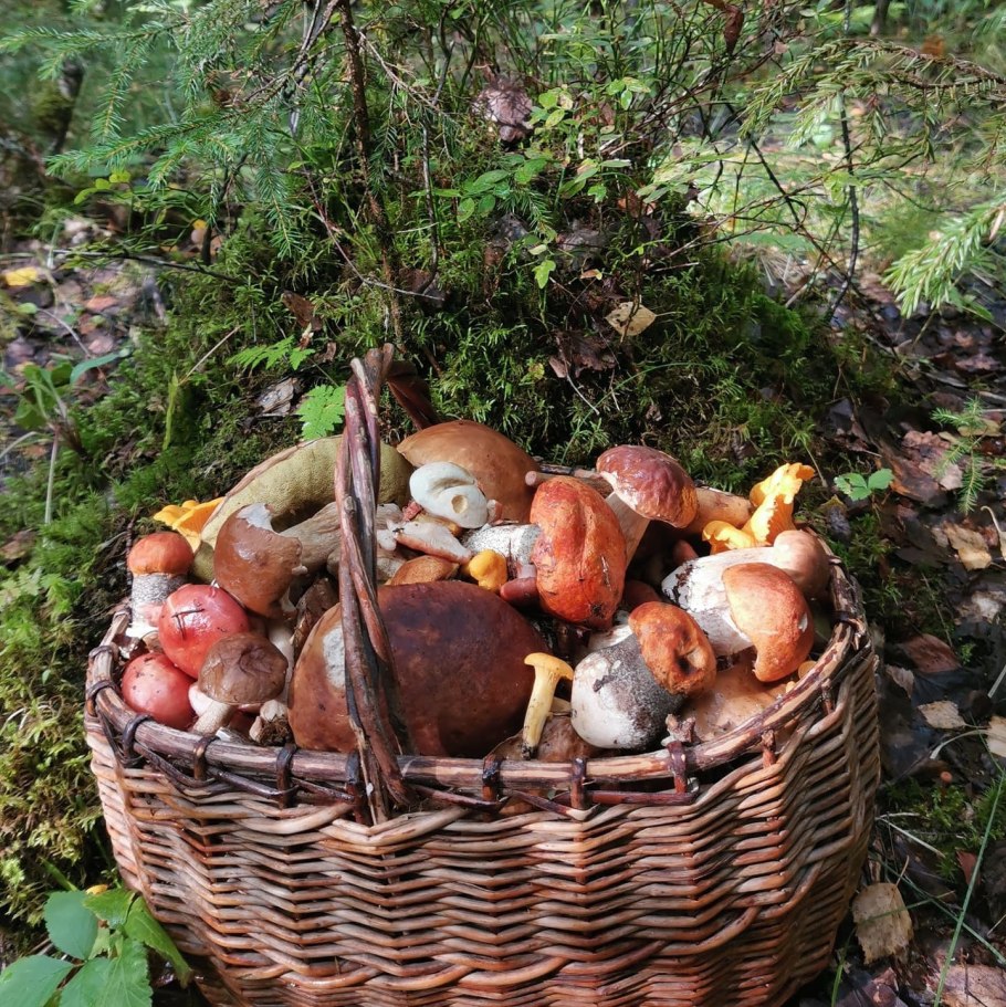 Грибное лукошко грибы