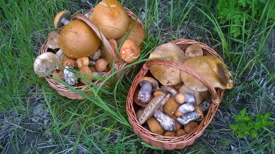 Полная корзина грибов