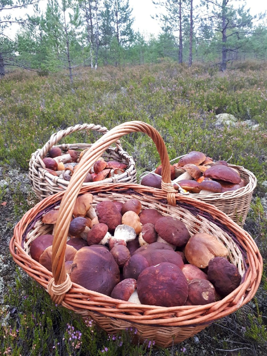 Грибы полная корзина