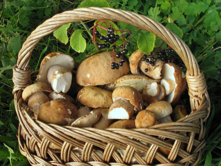 Лукошко с грибами