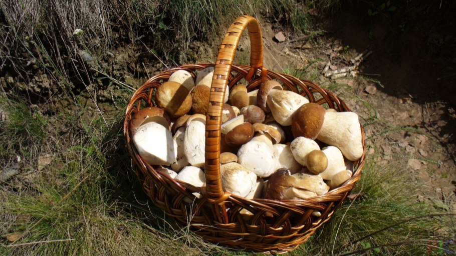 Фото собранных грибов в корзине