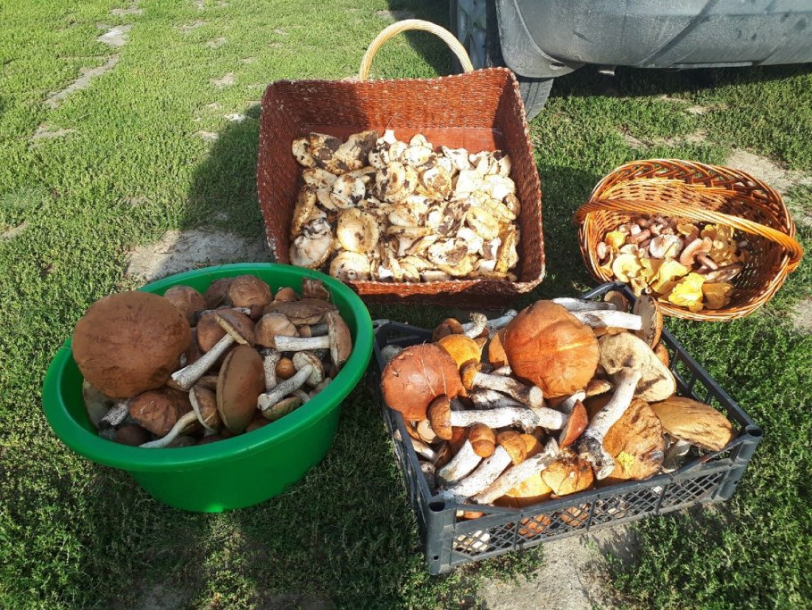 Грибы полная корзина