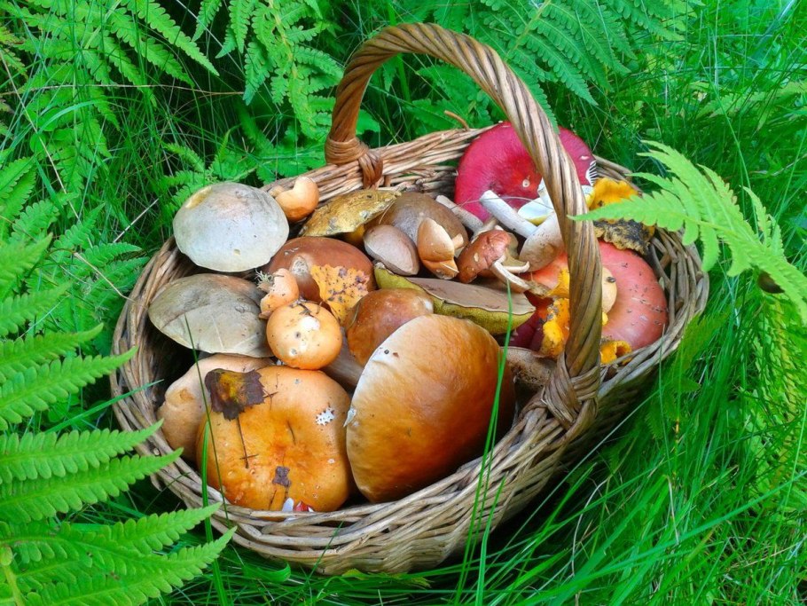 Корзина для грибов
