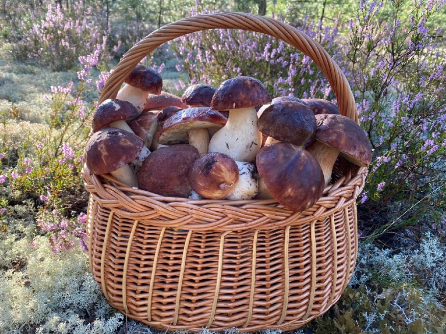 Корзина с грибами