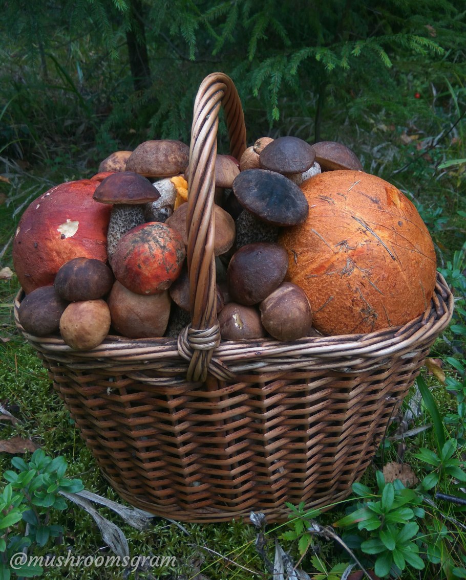 Натюрморт с грибами