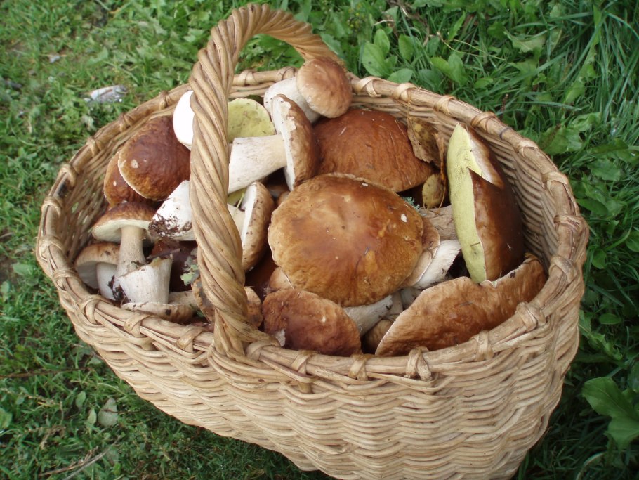 Много белых грибов в корзине