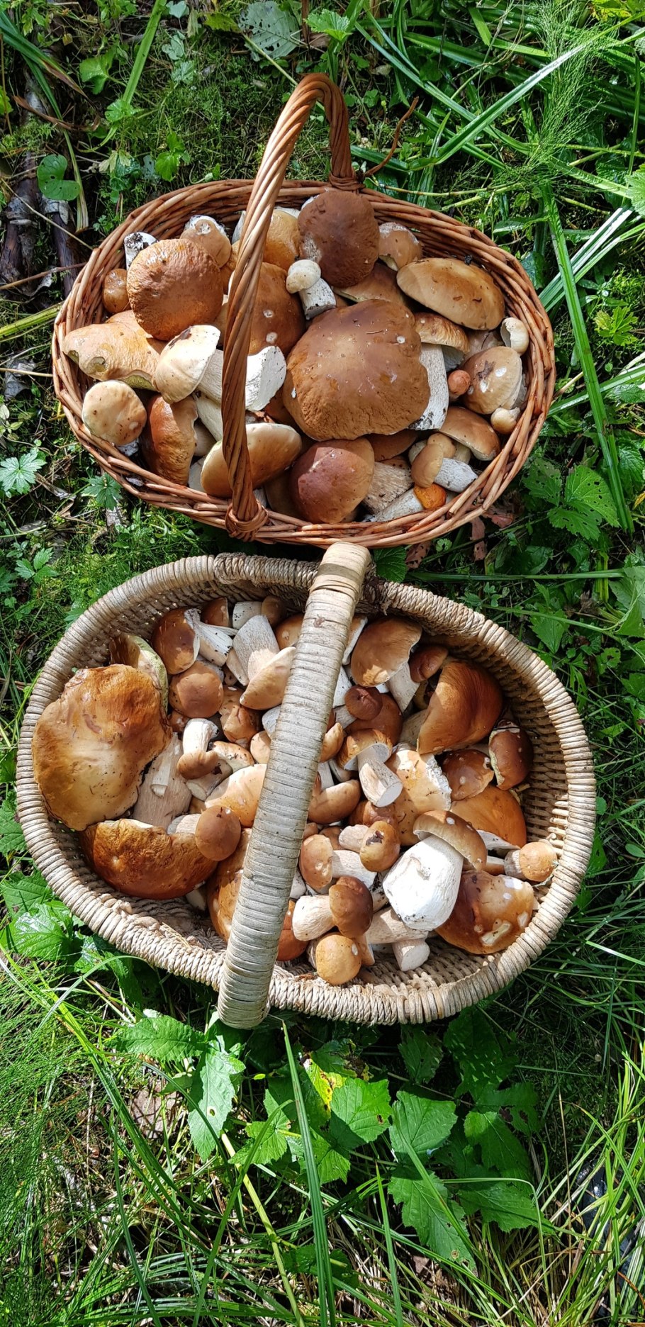 Корзина с разными грибами