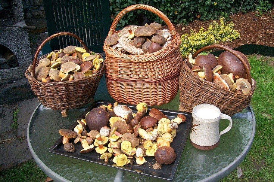 Корзина с грибами