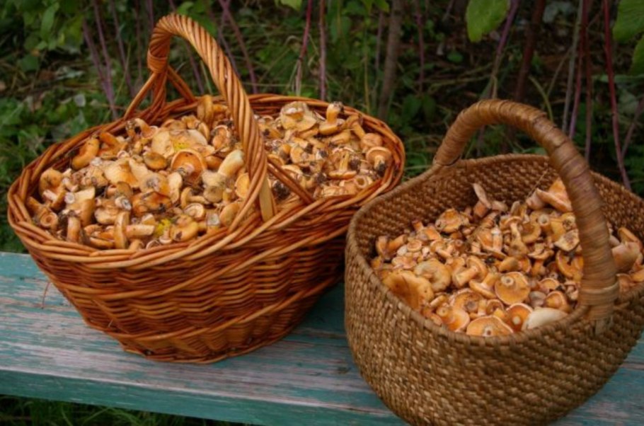 Шампиньон ЛЕНОБЛАСТЬ