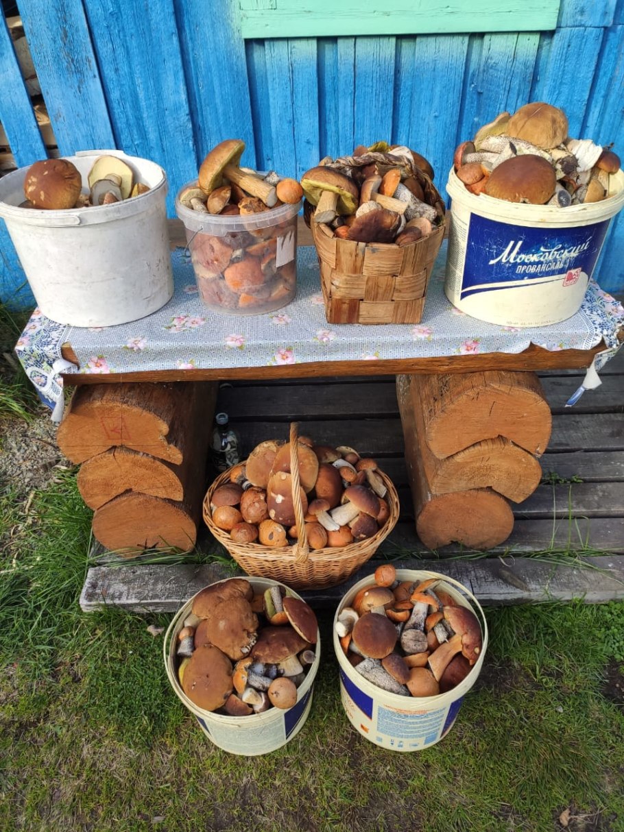 Стекловар Марий Эл грибы