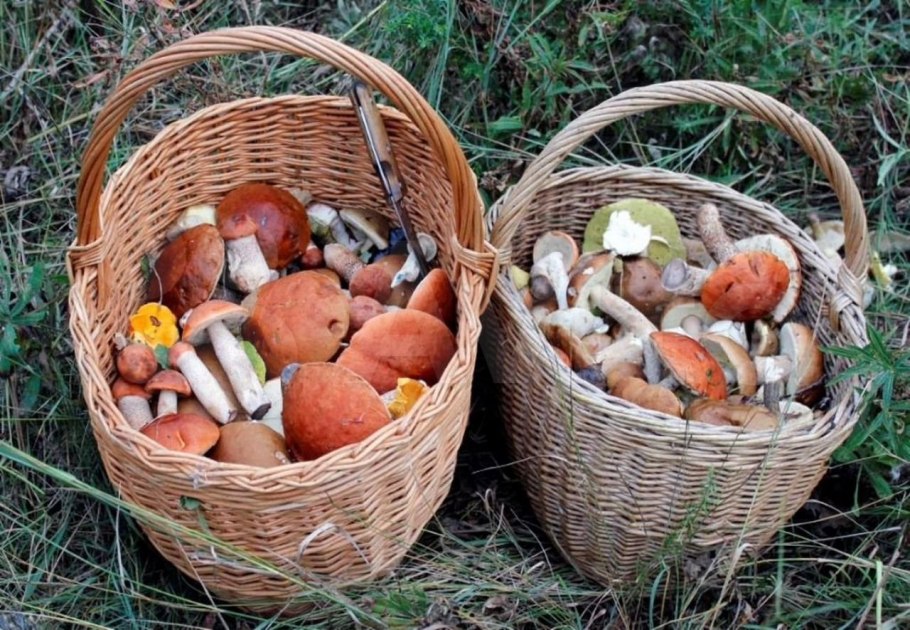 Грибное лукошко грибы