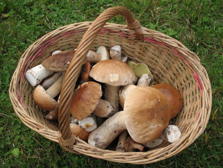 Белые грибы в корзинке