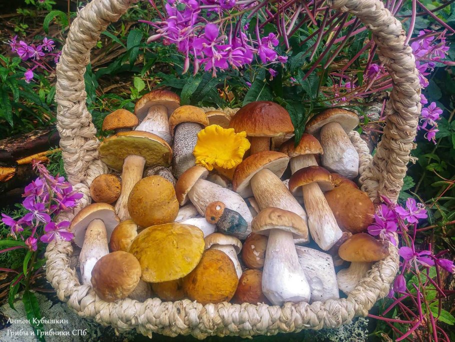 Корзинка с грибами