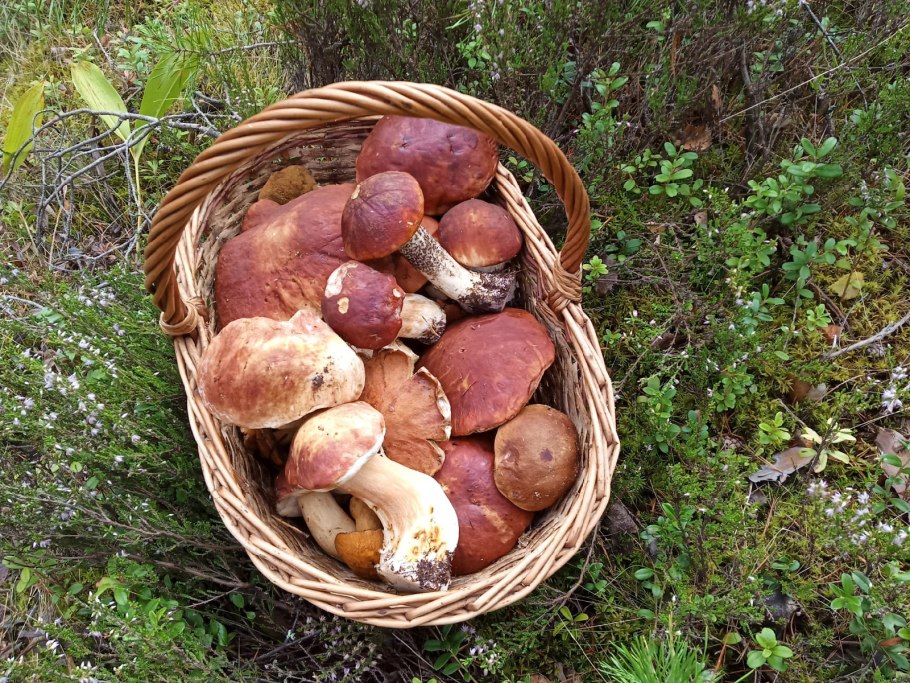 Корзина с грибочками