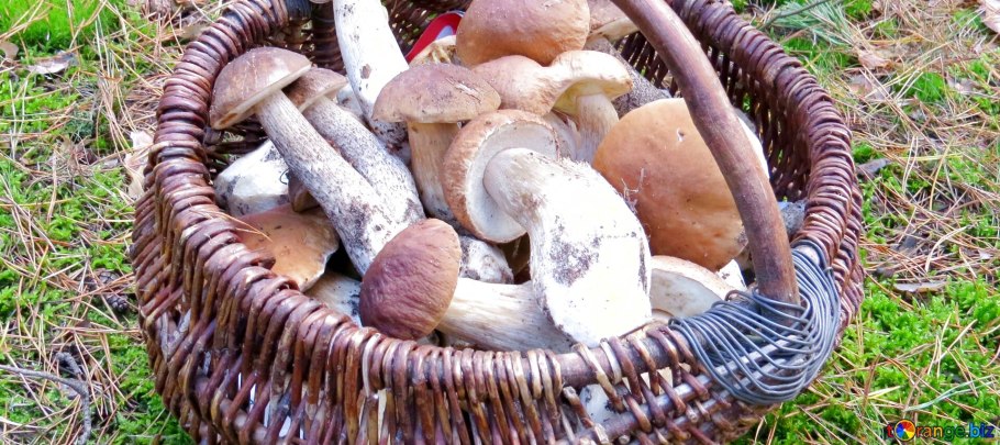 Шиитаке грибы лукошко