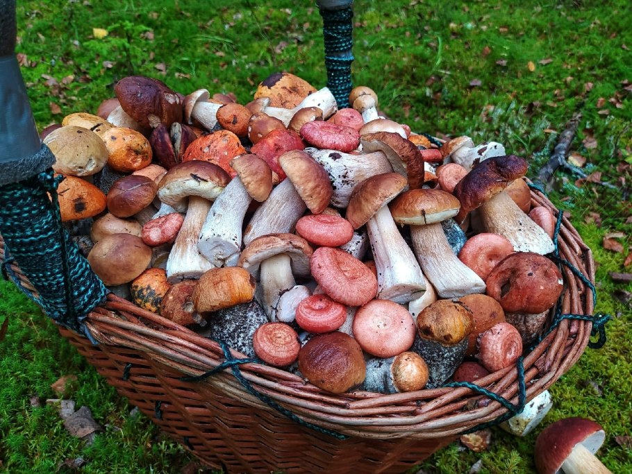 Корзинка из грибов