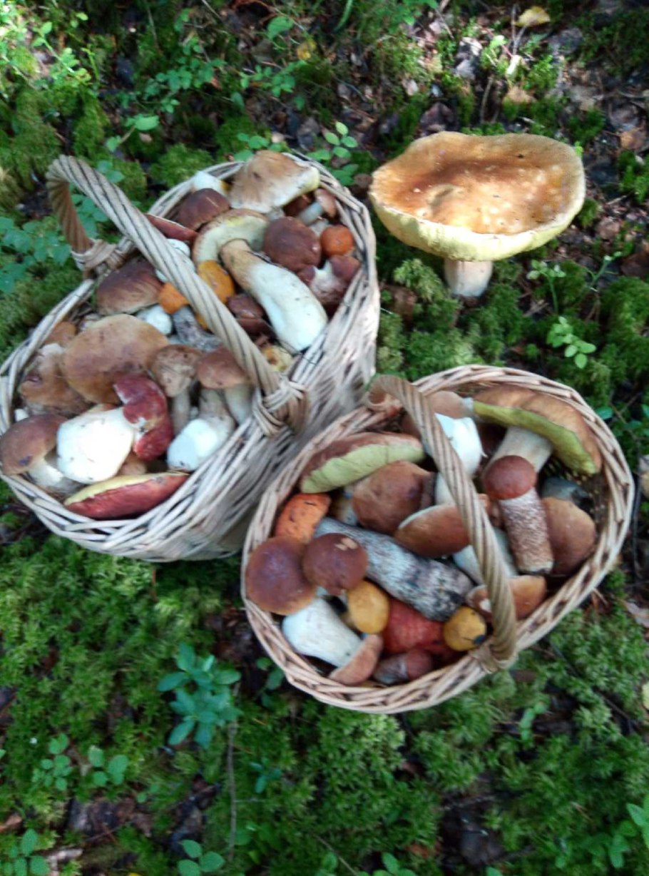 Маслята в корзине