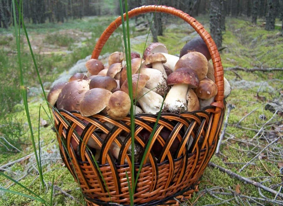 Корзина для грибов